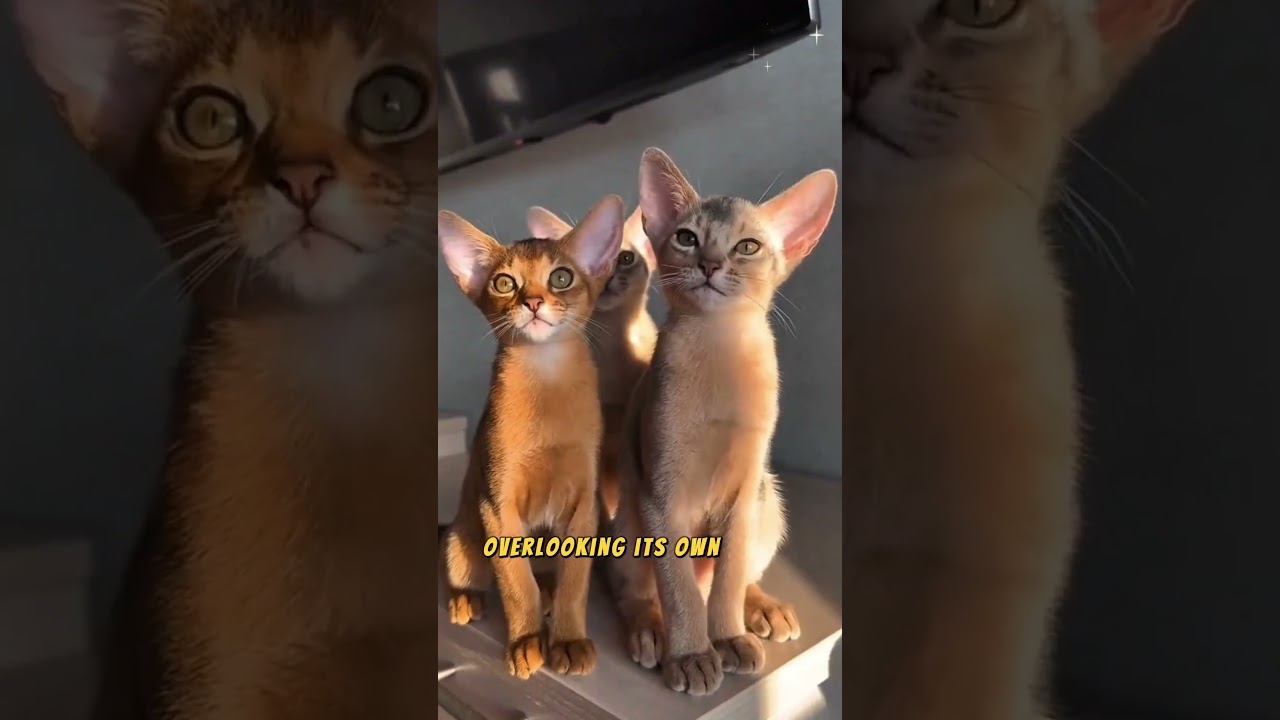 Exploring Abyssinian cats: the mysterious charm of an ancient lineage
