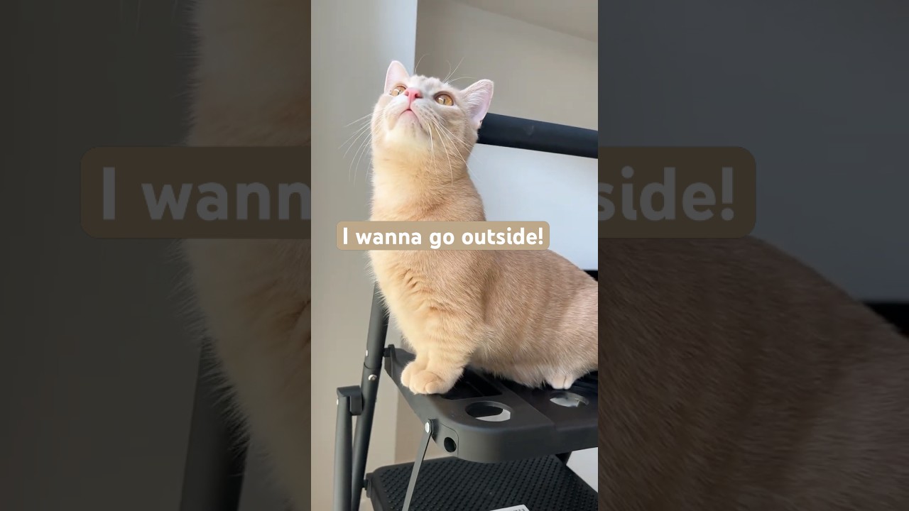 Why Can’t I Go Outside, Mom?🥺#catlover #catshorts
