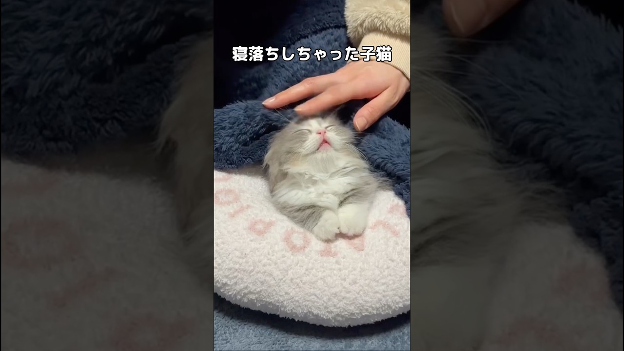 寝落ちしちゃってる子猫の体勢がどんどん崩れていく様子が可愛すぎた #子猫 #キンカロー #shorts