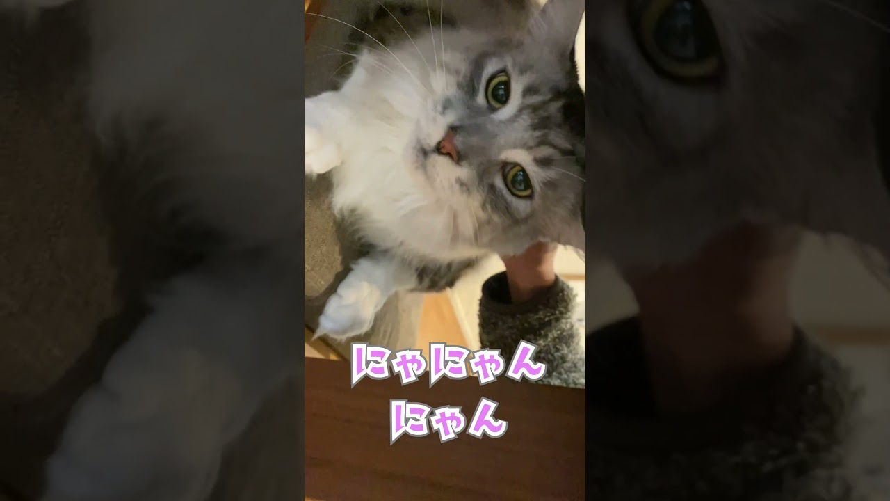 行っちゃうの？と鳴く大型猫#メインクーン#shorts