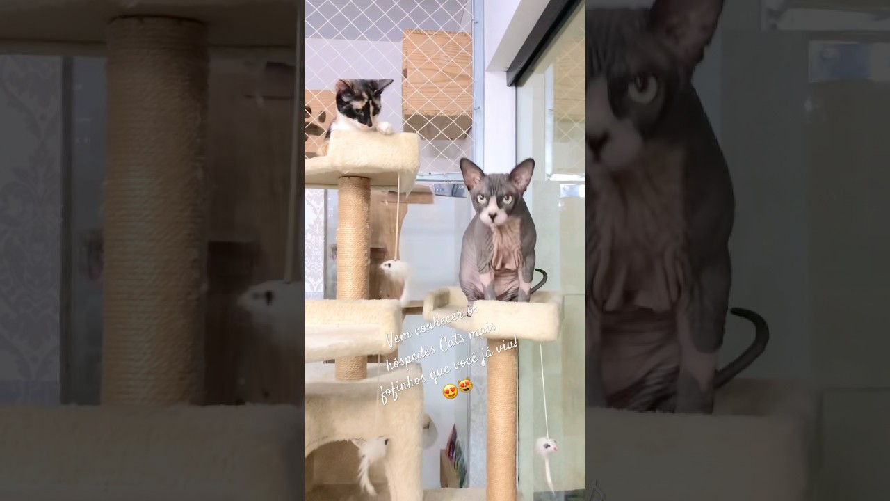 Conheça agora um hotel terapêutico para gatos! #gatos #sphynx #gatosengraçados #gatosfofos