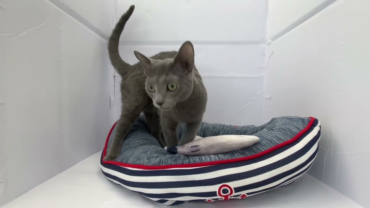 【ロシアンブルー】甘えん坊で穏やかな男の子！