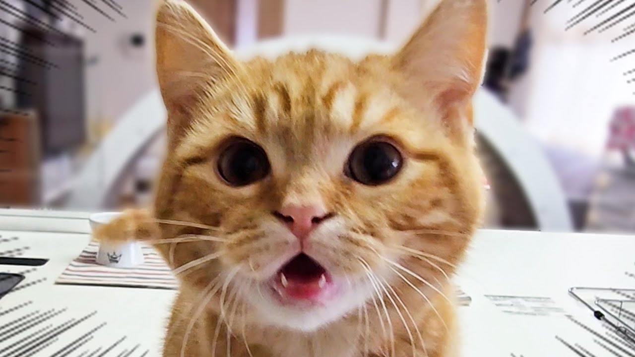 病院から戻った子猫の様子がおかしいです...