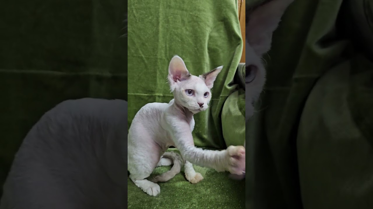 Icecream Cream Point Bicolor Devon Rex Male Kitten Available Now | Purebred Kitties