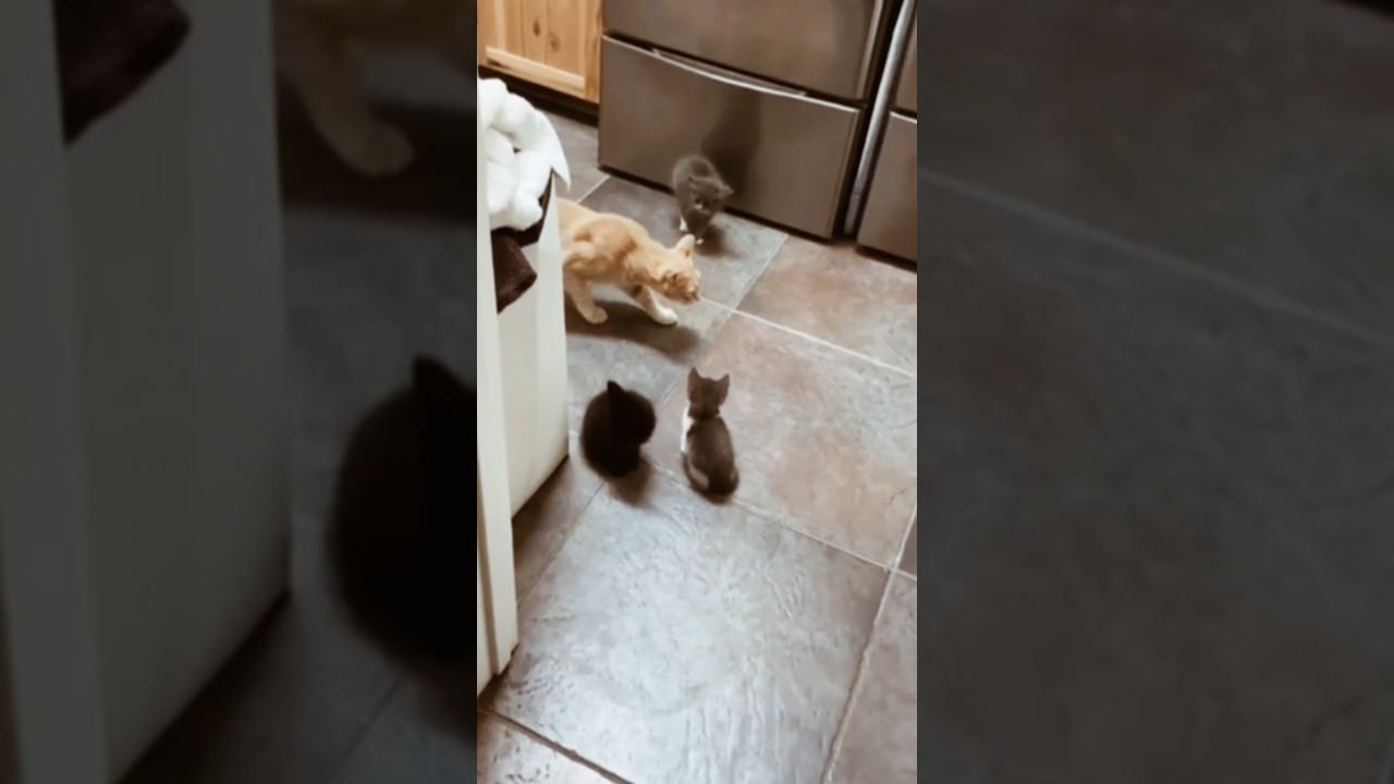 cat meowing funny shorts #cat #catfunny #funny #cute #catlover