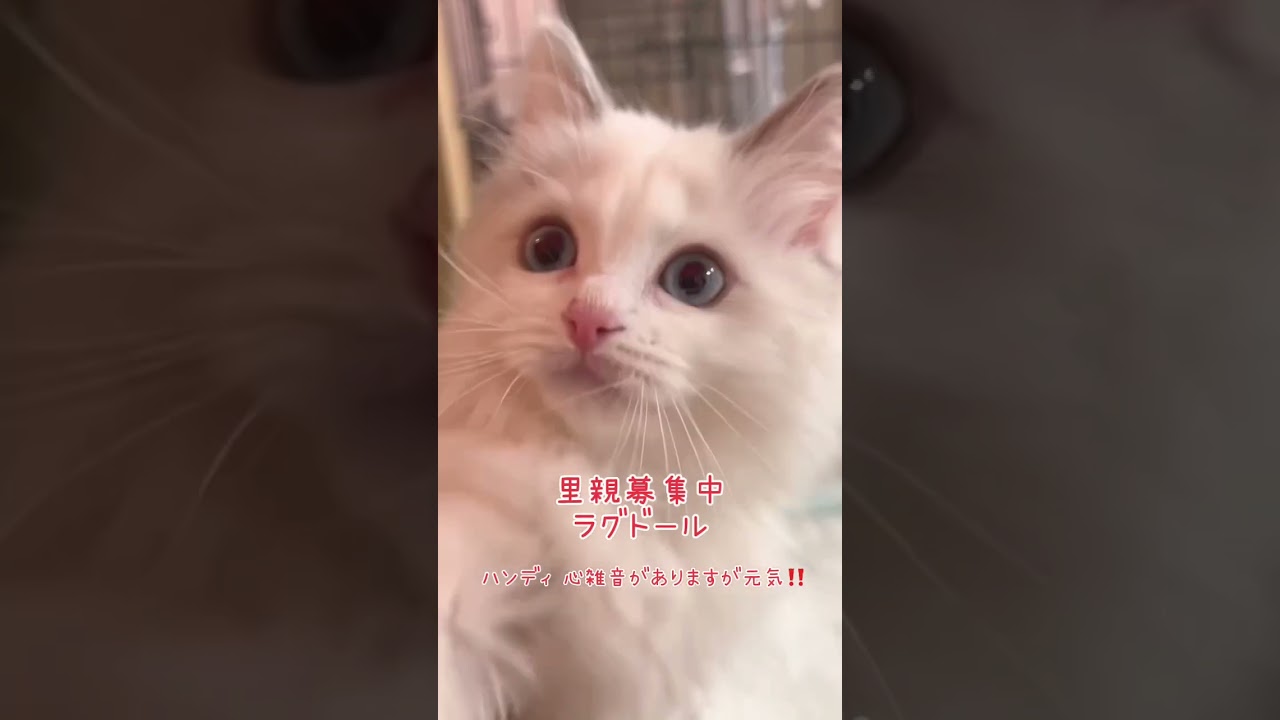 #ラグドール子猫　😺　心雑音がありますが、とっても元気‼️ #里親募集中子猫アゴはネコ