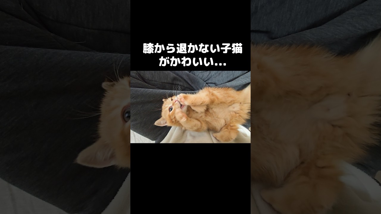 絶対膝から退かない子猫がかわいい...笑#shorts