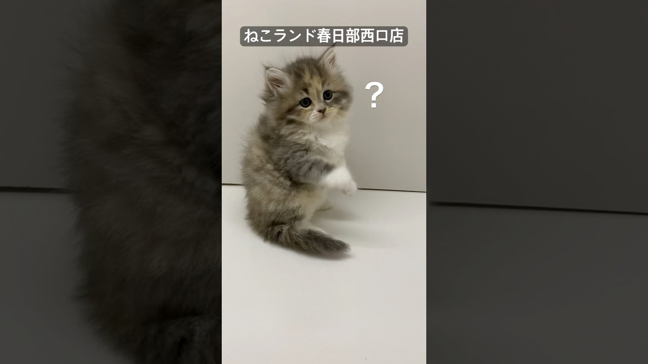 【子猫販売】#サイベリアン #cat #ブリーダー #ねこランド #春日部