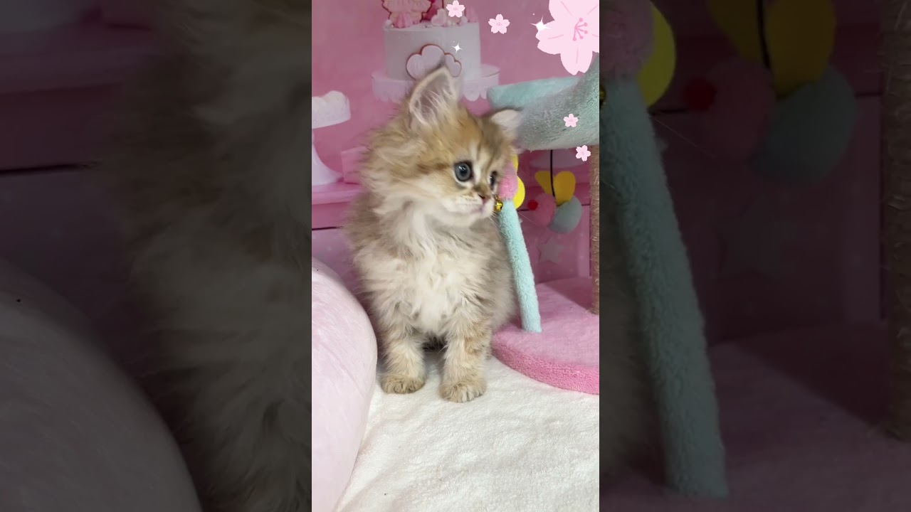 【ご家族様募集中】長足ミヌエット女の子♡ #cat  #かわいい子猫 #kitten #子猫 #cute #子猫ブリーダー #長足マンチカン #短足ミヌエット