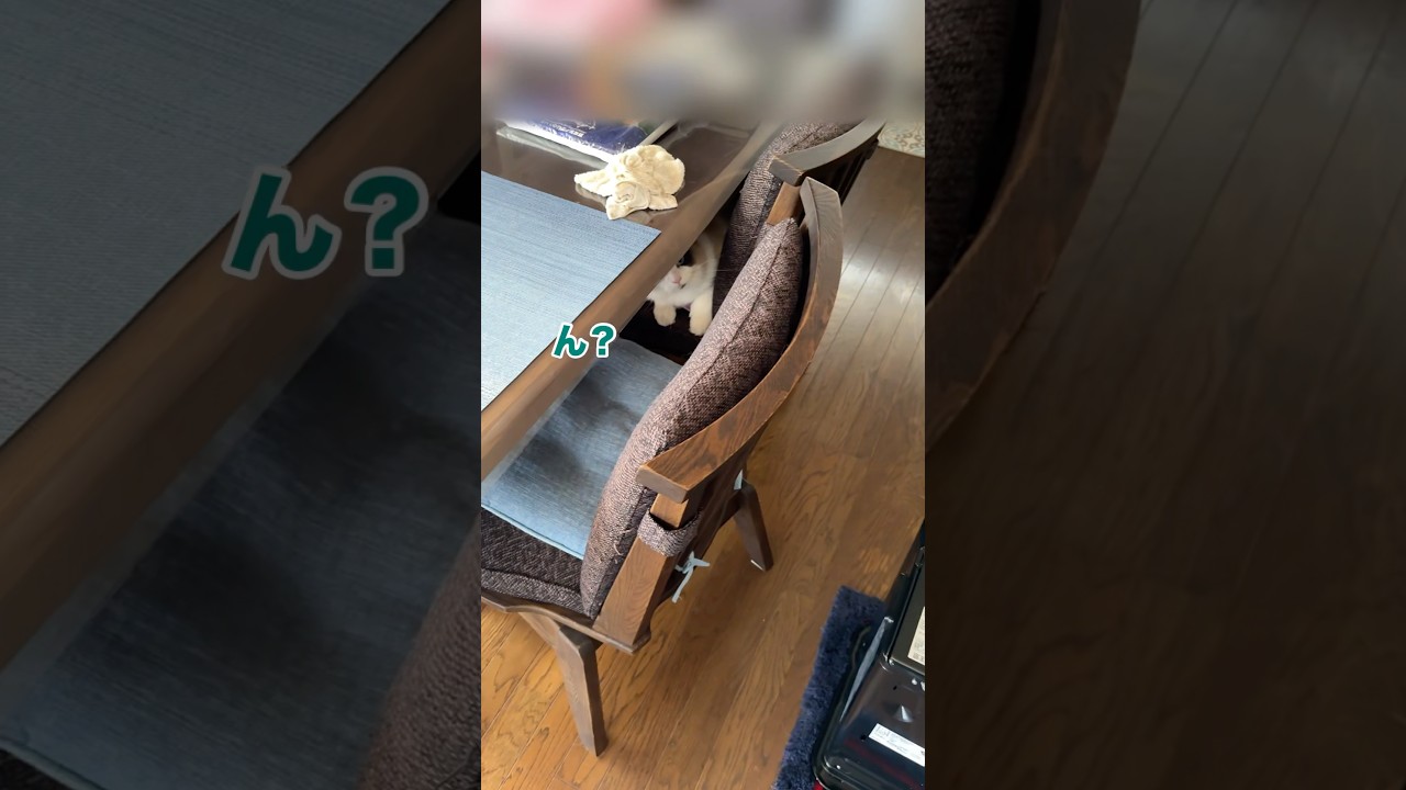 頭隠さず尻隠さず　#猫 #cat #ラグドール