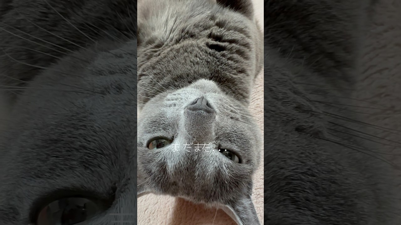 【ロシアンブルー】転がるめろん...固まる🫢【猫】#shorts