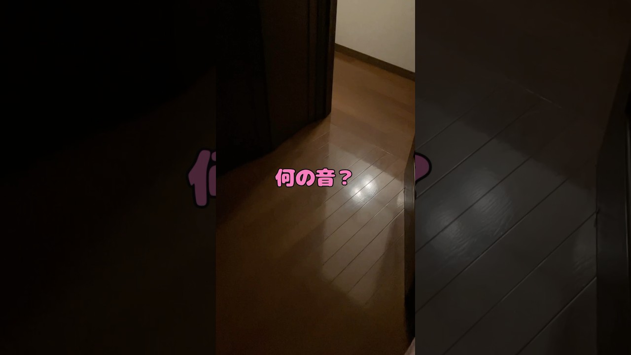 忍び寄るストーカー😱　#猫  #cat  #ラグドール