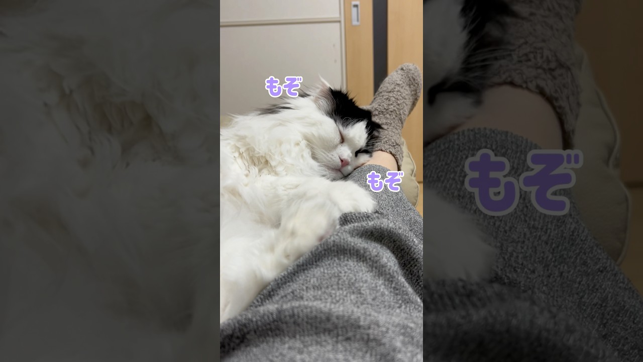 【スフィンクス→パンダ】お股の間で眠る猫がかわいすぎる件 #shorts #cat #スコティッシュフォールド #ハチワレ #猫のいる暮らし #猫動画 #catvideos