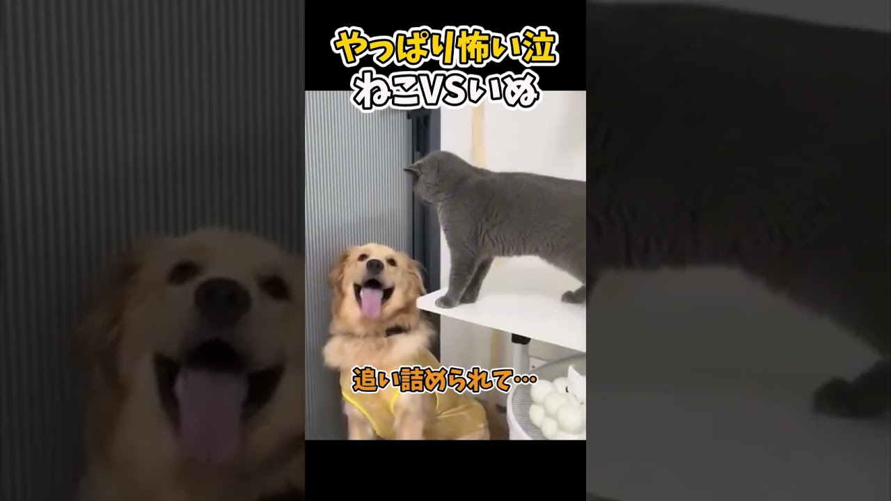 【癒し】猫ちゃん強いいぃ　#猫 #犬 ＃いぬ #かわいい#子猫  #猫のいる暮らし  #ペット #犬のいる暮らし 暮らし #可愛い #癒し #動物 #cat #動物プロダクション #ネコ