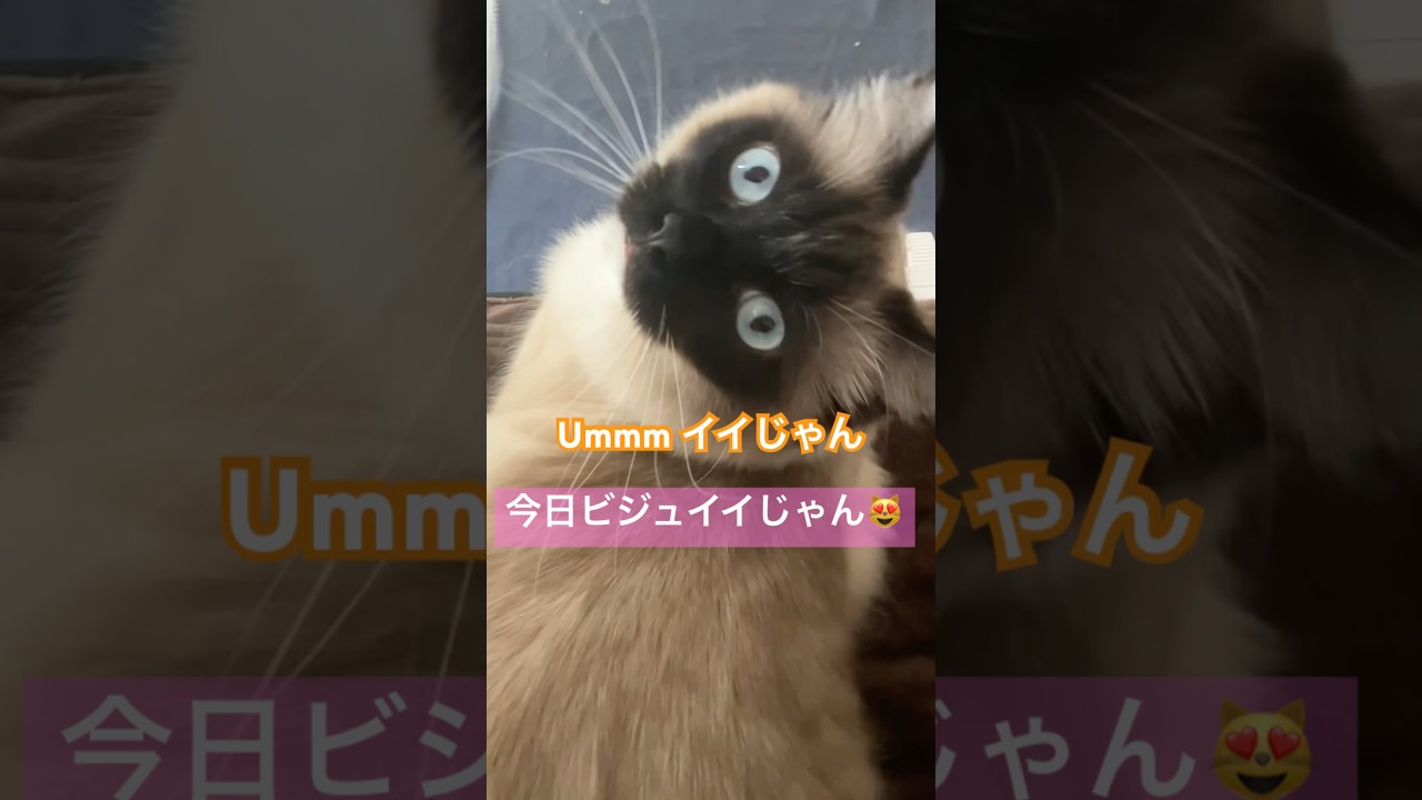 たぬきに似たイケ猫さん #ragdolls #cats #shorts #ラグドール #猫のいる暮らし #猫動画 #ショート