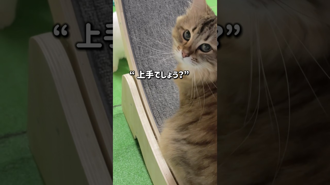 キャットホイールに夢中な猫#shorts #サイベリアン #cat