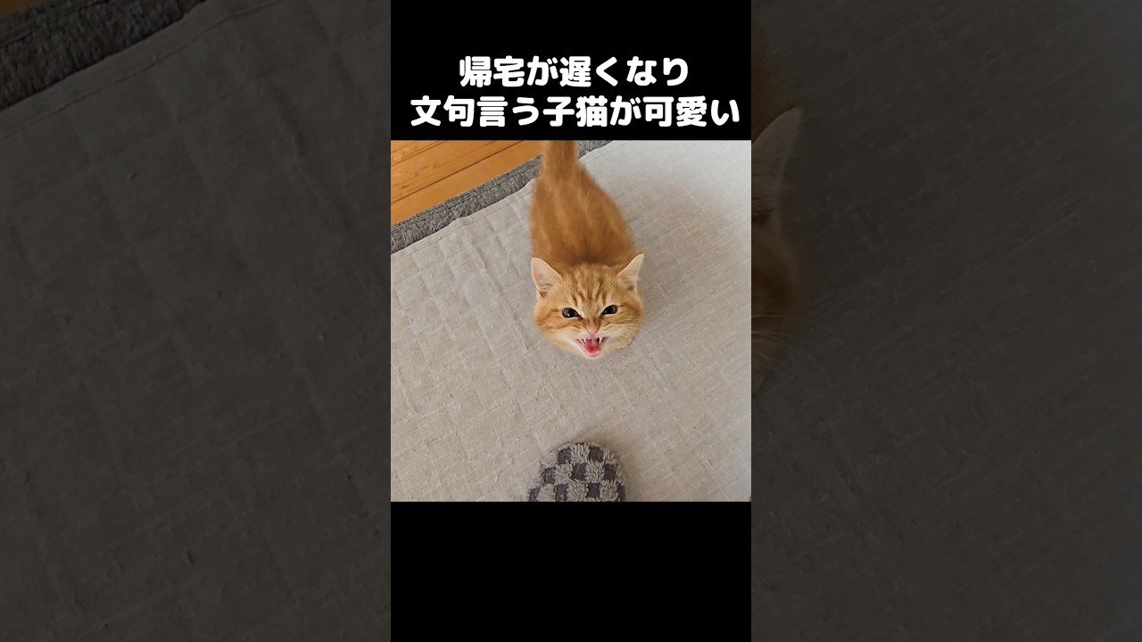 帰宅が遅くなり文句言う子猫がかわいい...笑#shorts