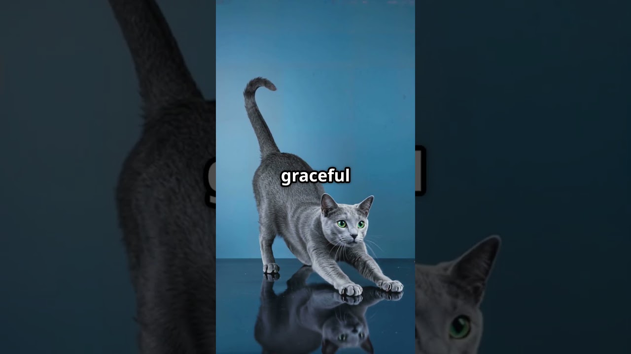 最も美しい猫の品種：ロシアンブルー猫！