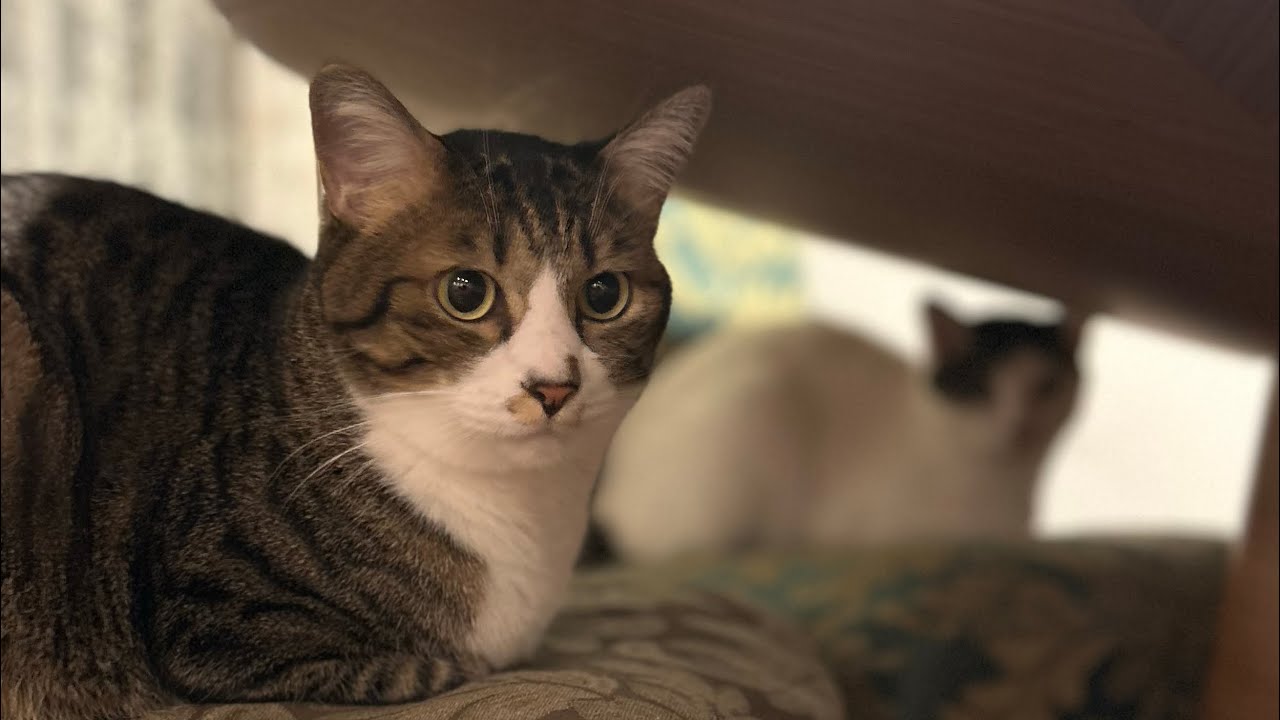 今日ものんびりキジシロ猫 Lazy Day of Simba the Cat