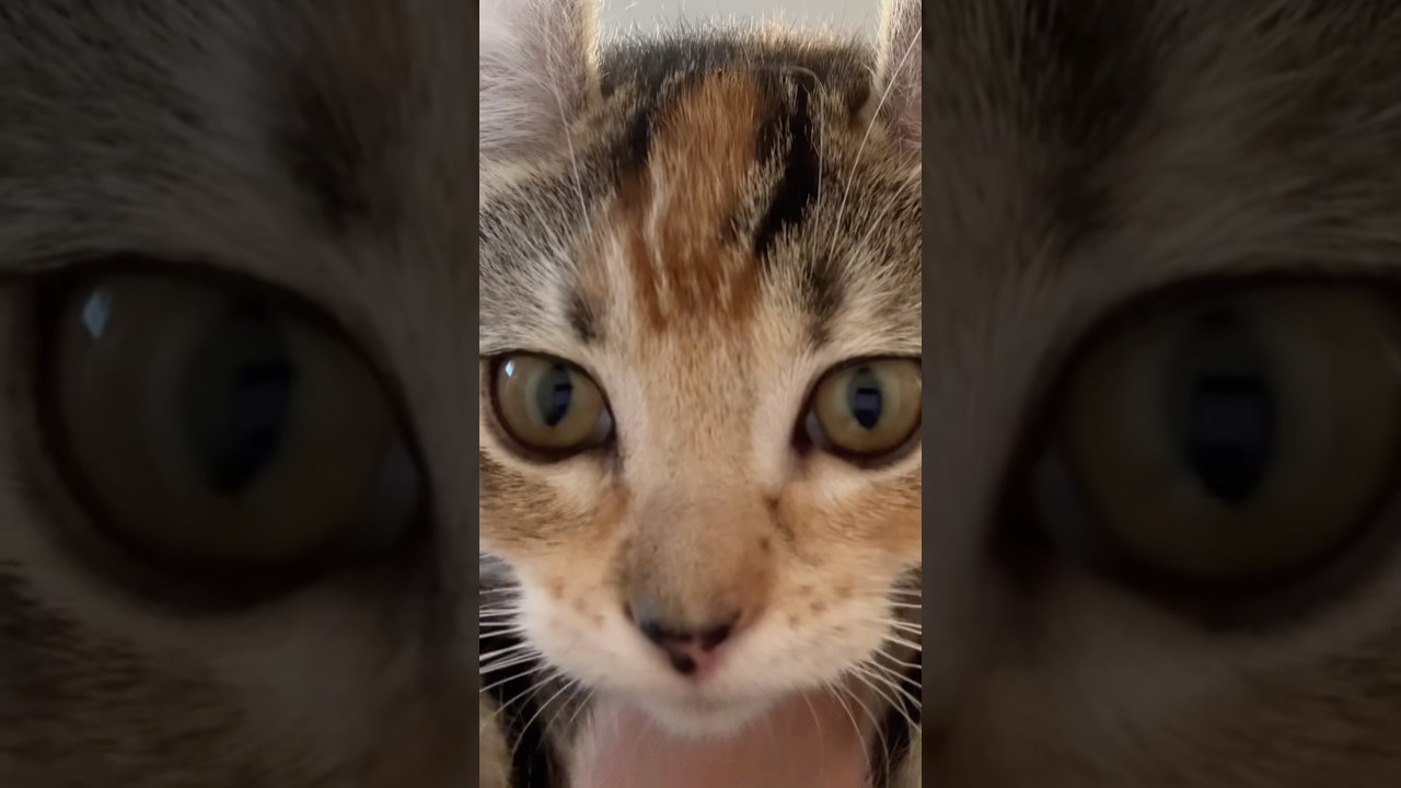 子猫のりんちゃん#shorts #アメリカンカール #cat #子猫 #猫のいる暮らし#りんちゃん