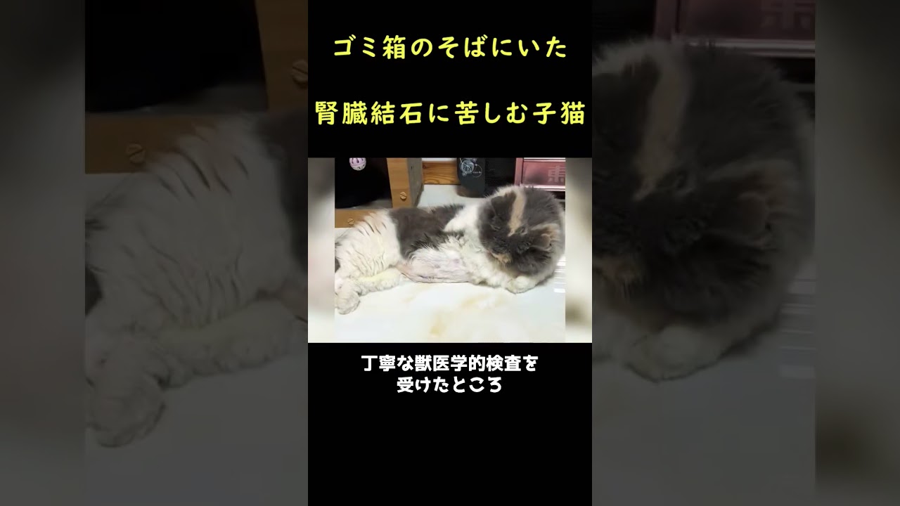 帰り道で出会った野良猫！