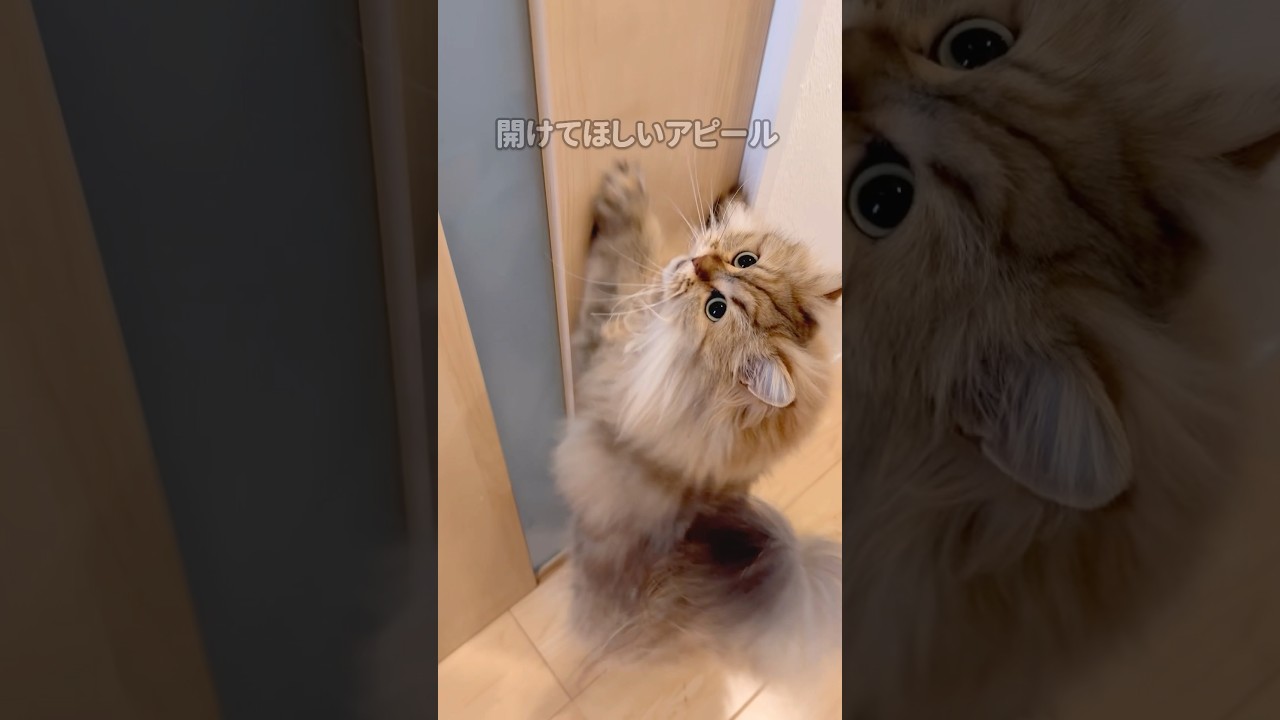 ドアを開けてほしい猫の行動 【サイベリアン】 #Shorts