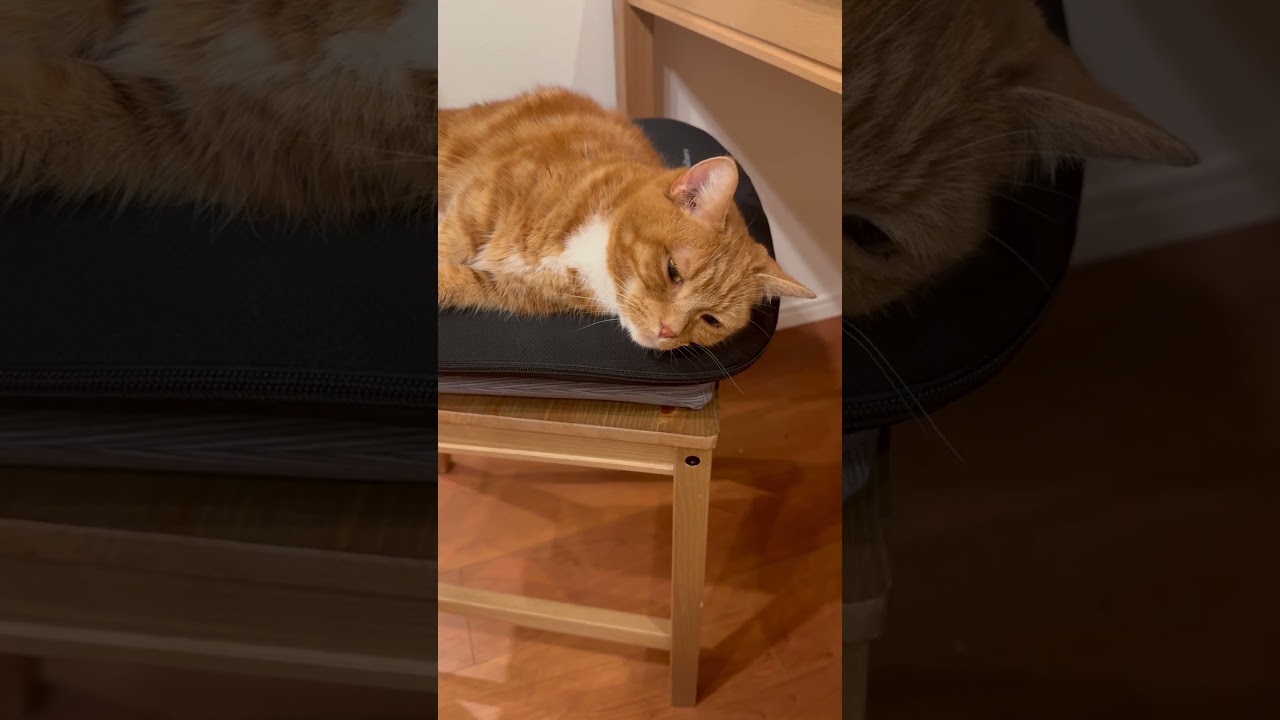 【ファイテンに寝る猫】#マンチカン#マンチカン短足#マンチカン子猫#ブリマンチ#ブリティッシュショートヘア#茶トラ#キジシロ#子猫#多頭飼い#猫のいる暮らし#チュール#肉球#猫の癖が強い