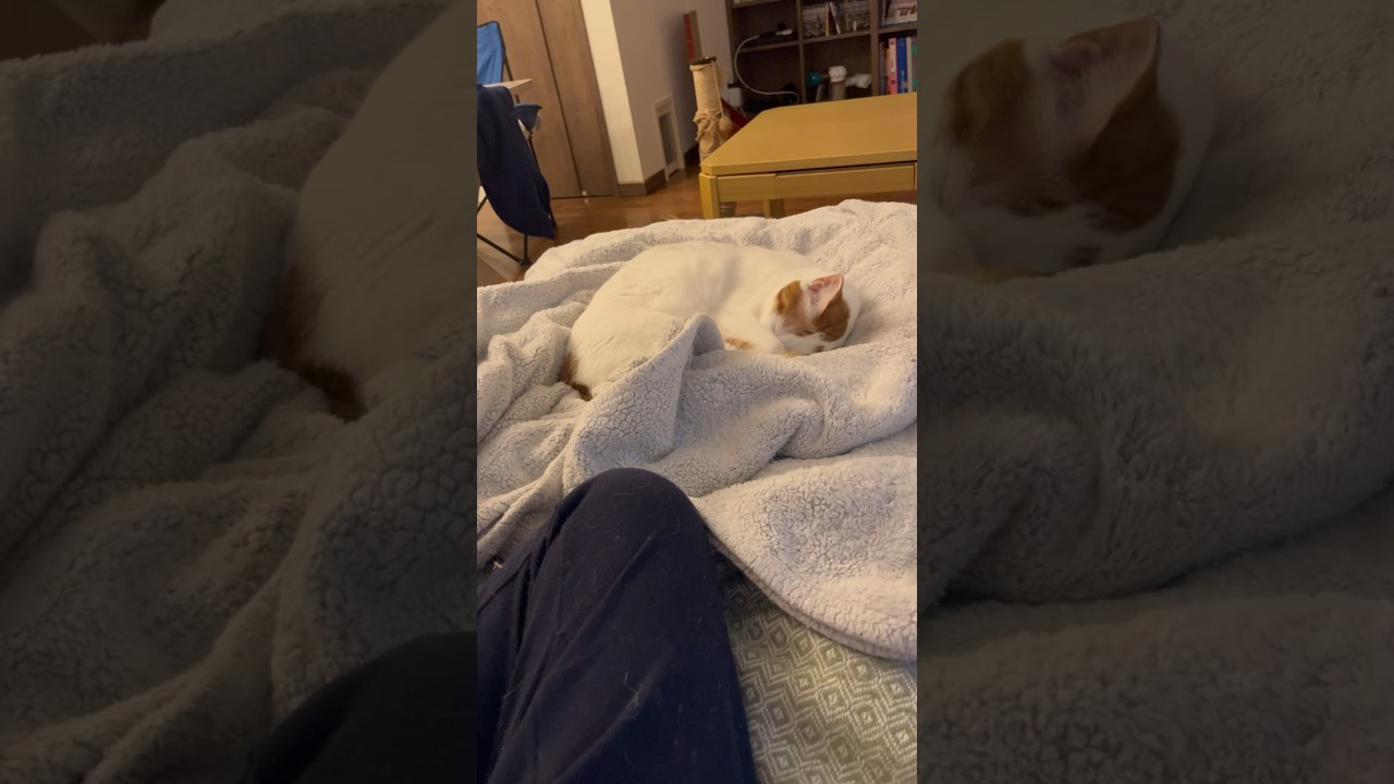 ビジュいいじゃん#cat #日本猫 #保護猫