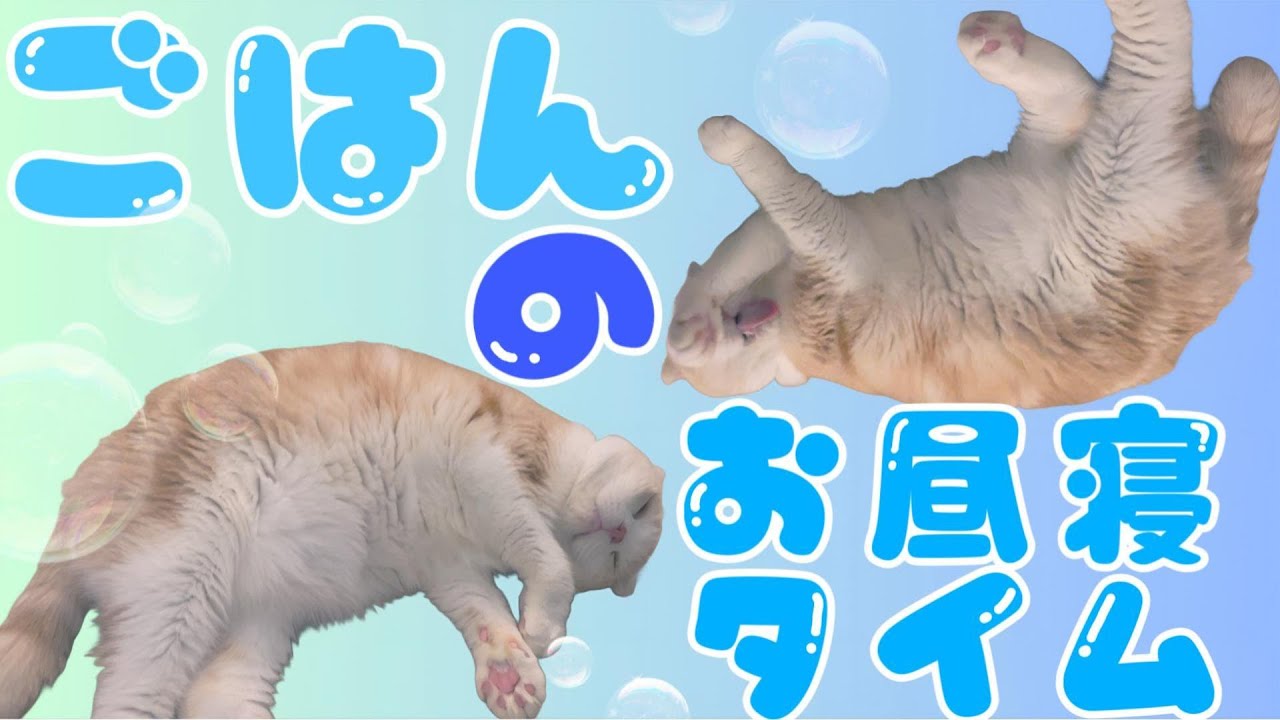 【保存版】毎日見たい！ふわふわスコティッシュフォールドの、ごはんくんの幸せお昼寝ルーティン🌞🐱