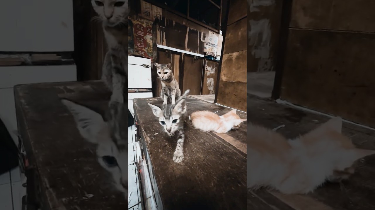 Kisah Keluarga Kucing yang Hidup di Dalam Lemari EP03 タンスの中で生きるネコ家族の物語 03 #shorts #catshorts #kucing