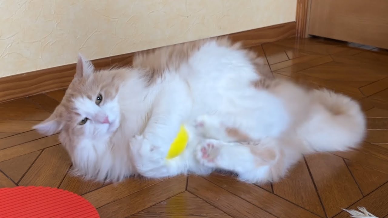 【ルクキック‼︎】今日も元気にケリケリ♪♪ノルウェージャンフォレストキャットの日課