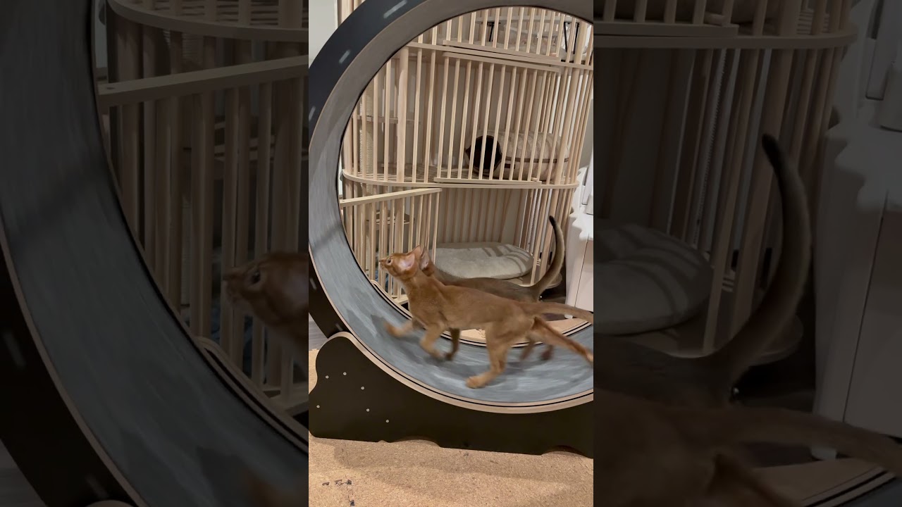 20250415-3#アビシニアン #abyssinian #cat