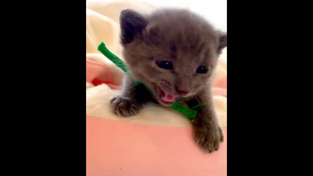 ロシアンブルー ママのおっぱい🍼を沢山飲んでスクスク成長中🐾😸💘🍀　毛色：ブルー