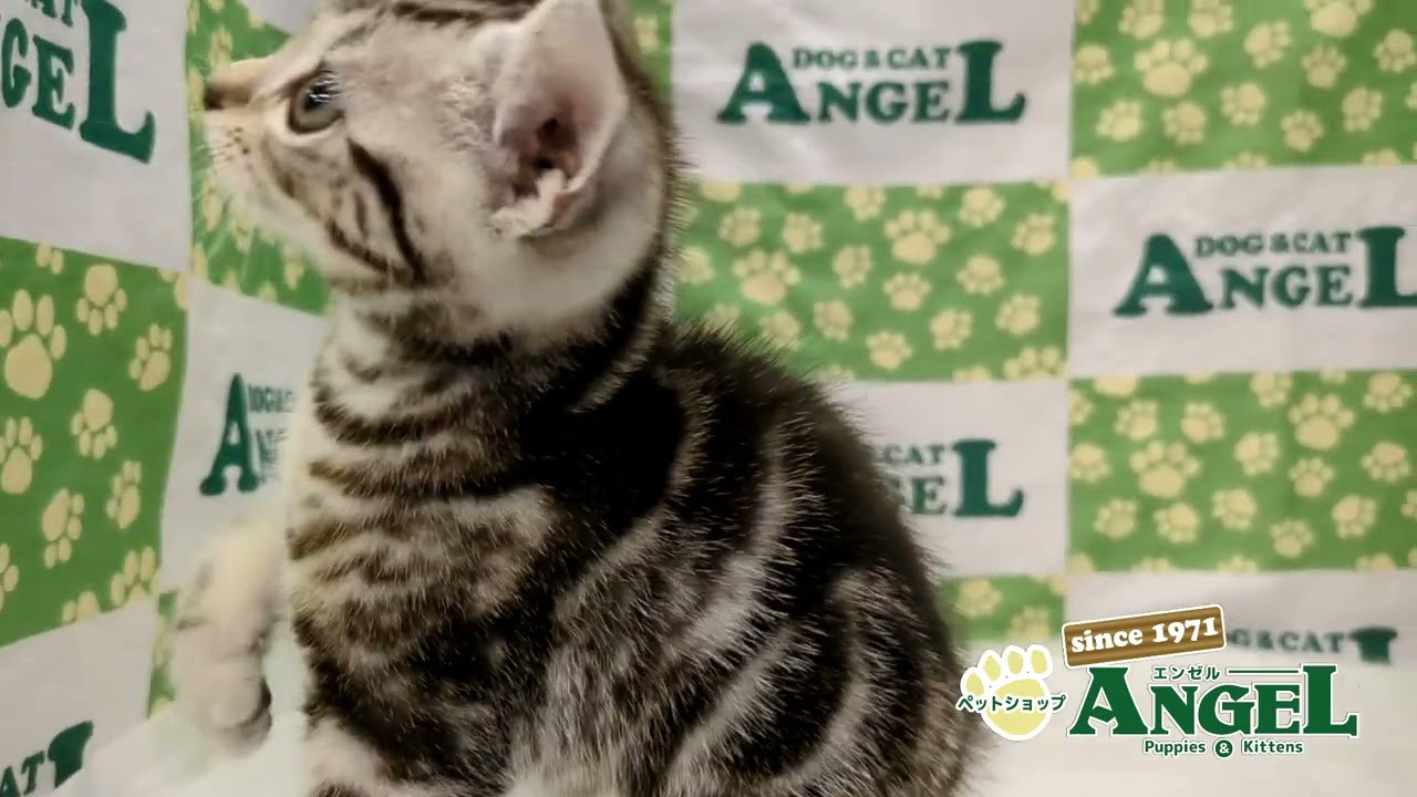 アメリカンショートヘアー 2504061 【ペットショップエンゼル　子犬・子猫販売】