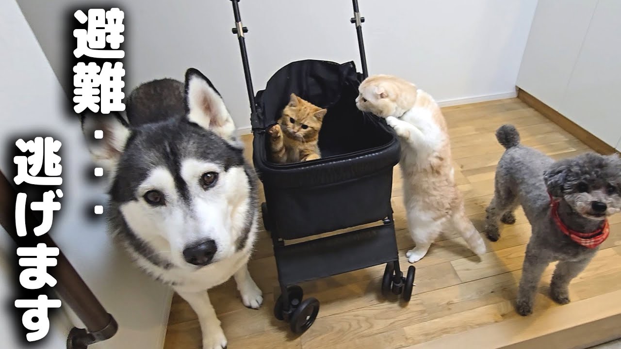 深夜に雷が落ちて子猫と犬がパニックで避難...