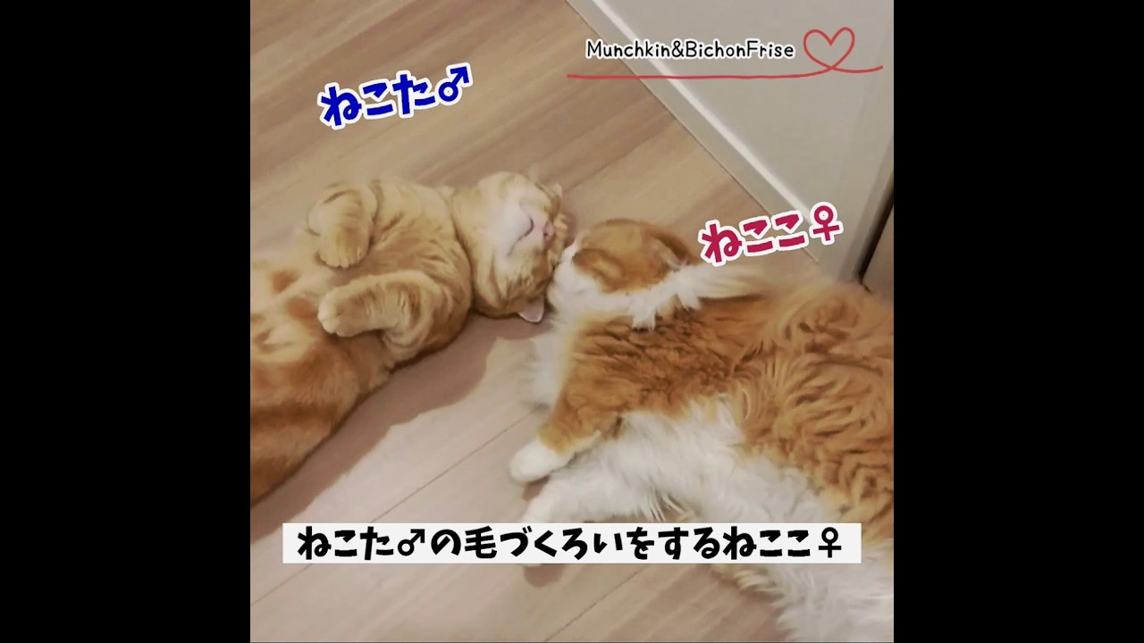 【マンチカン】ふたご猫の毛づくろいが可愛すぎた 【犬と猫、両方飼ってると毎日かわいい♥】