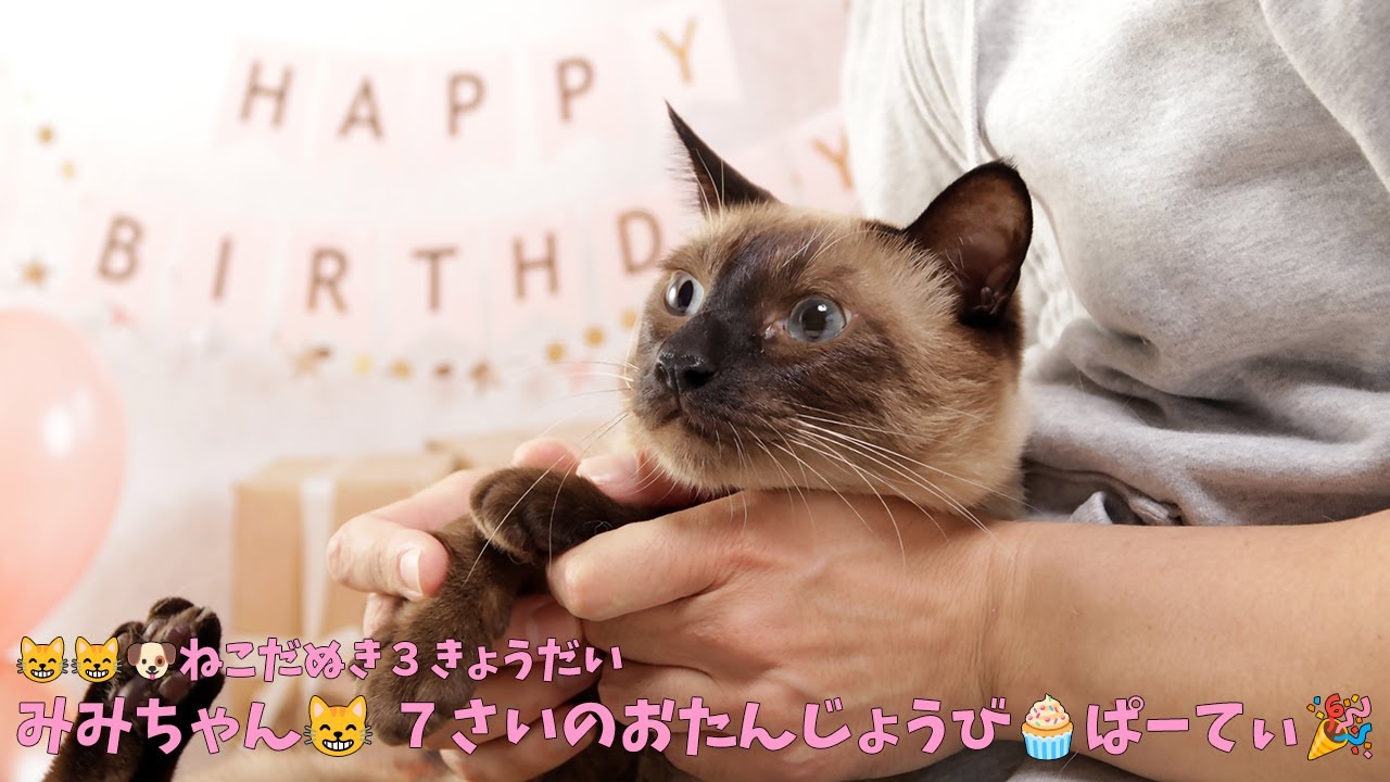 【蔵出し】Happy 7th birthday😻❣️ 次にゃん坊 みみ😺 ７さいのおたんじょうびパーティ🎂🎉 2024年 6月