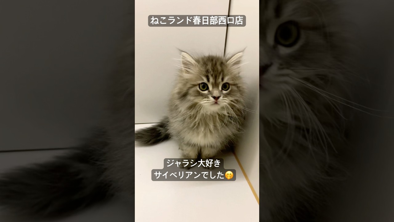 【子猫販売】#サイベリアン #cats #ブリーダー #ねこランド #春日部