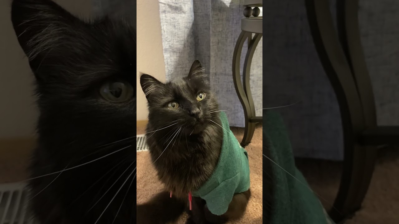 I hear you talking, but what are you saying? #cutepets #talkingpets