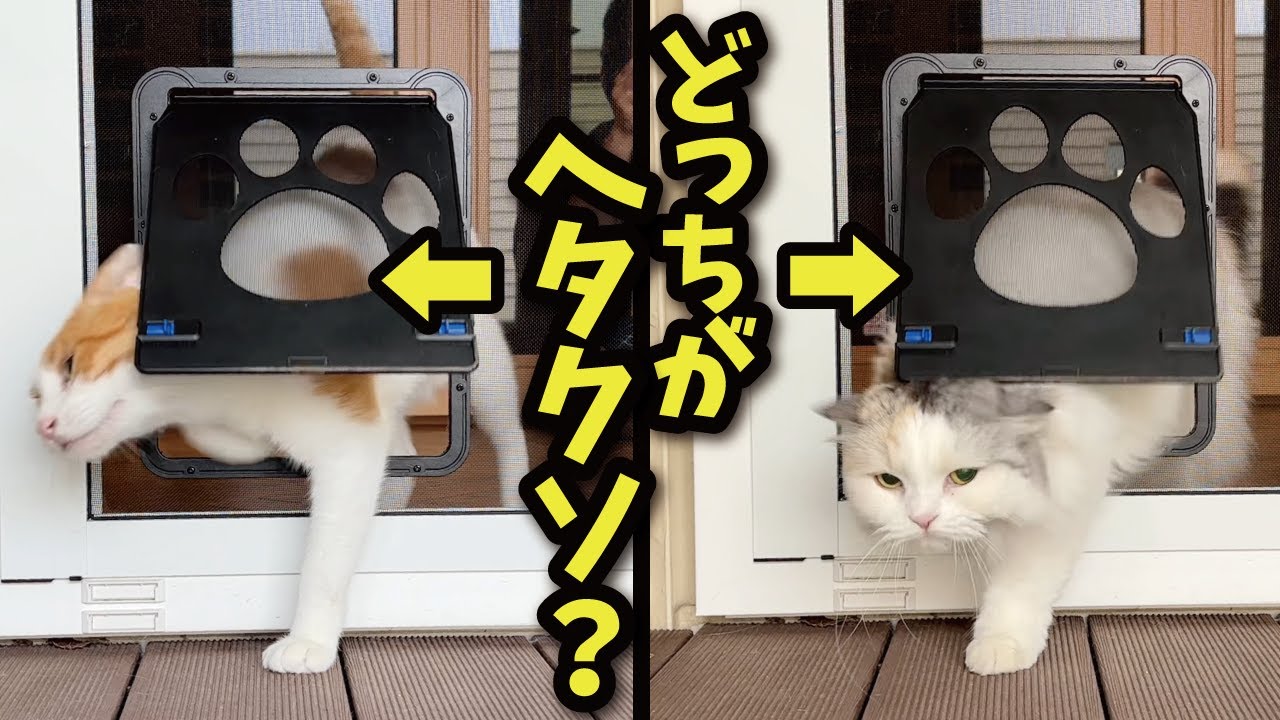 猫ドアの通り方、ヘタクソなのはどちらでしょう？？【関西弁でしゃべる猫】【猫アテレコ】