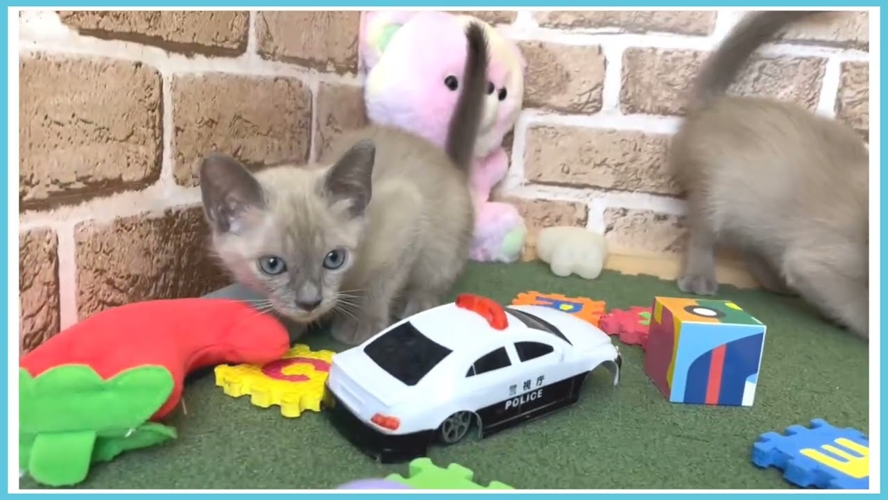 715269 トンキニーズ