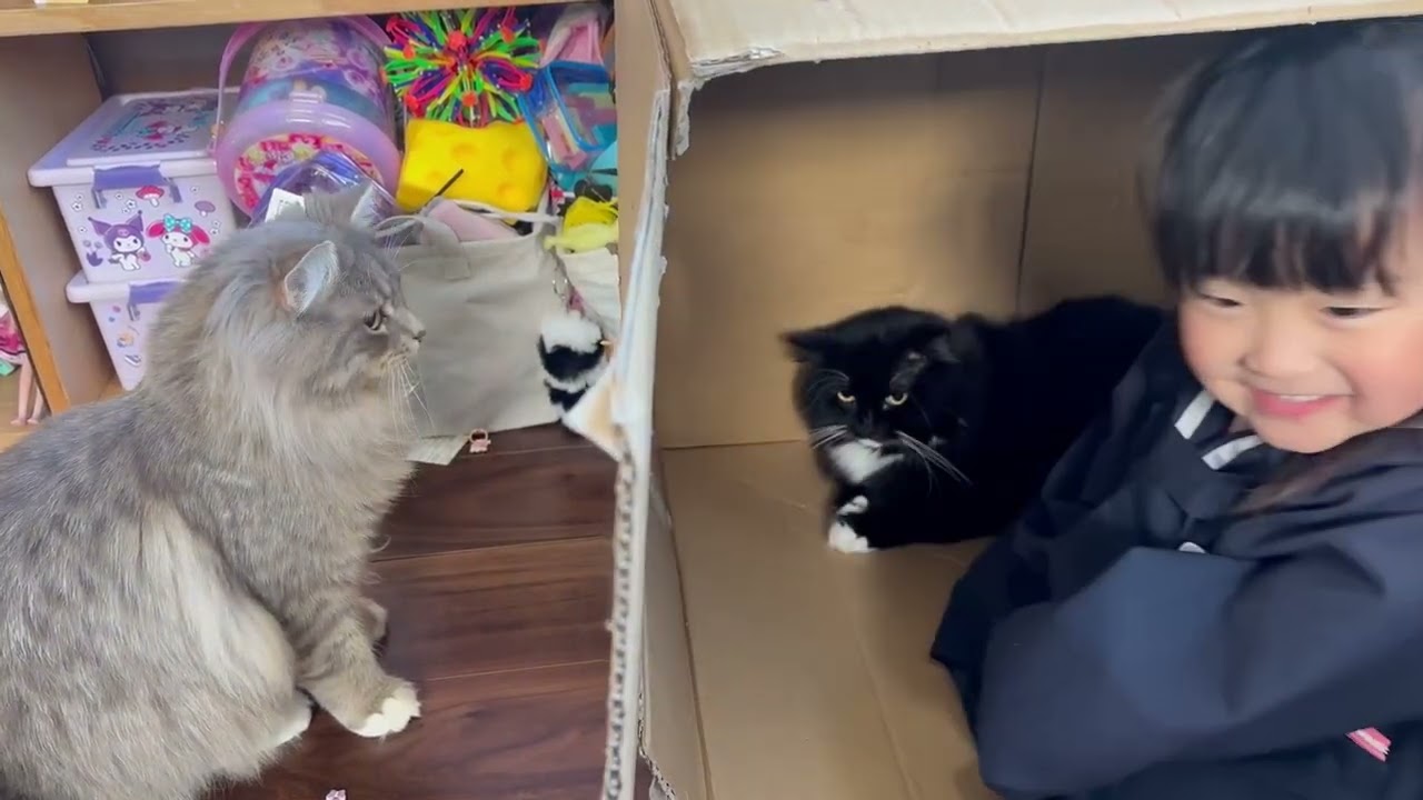 朝のギリギリ時間まで触られる猫　ラガマフィン　サイベリアンA cat being touched. Ragamuffin. Siberian