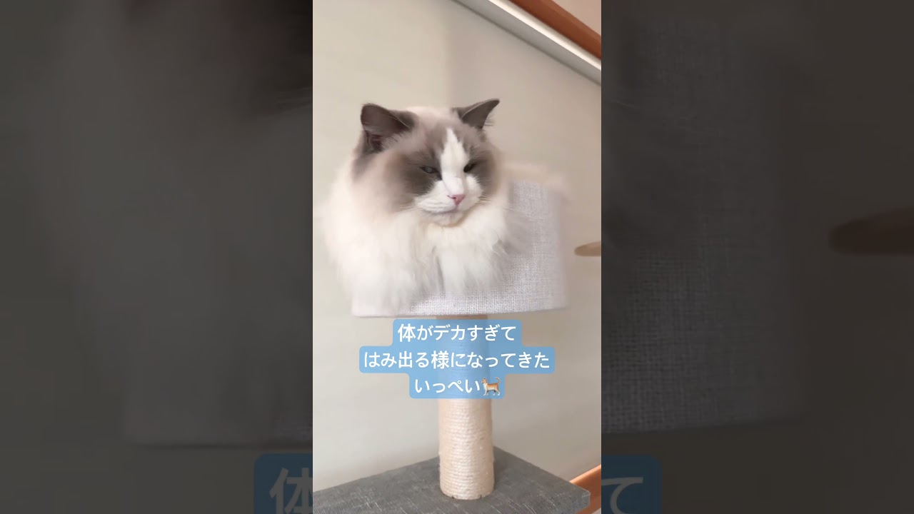 キャットタワーからはみ出るいっぺい🐈#ラグドール #猫好きさんと繋がりたい #猫のいる暮らし #いっぺいdialy
