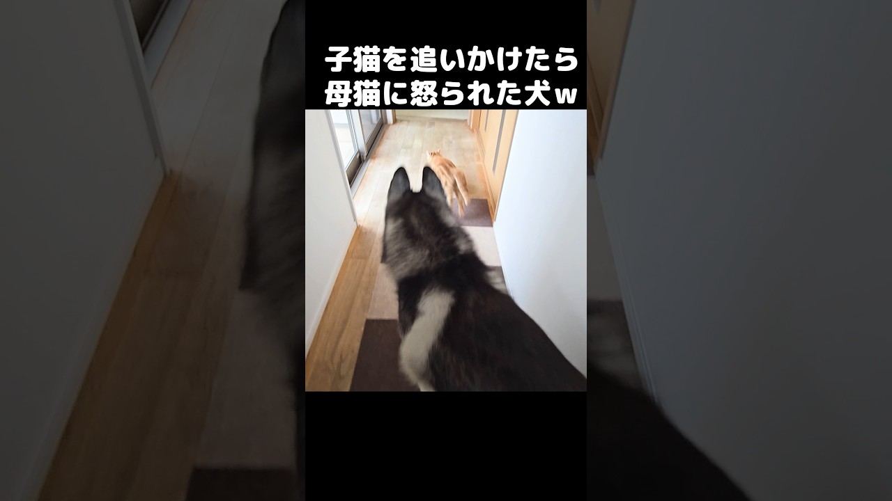 子猫を追いかけたら母猫に怒られた犬がこちら...笑