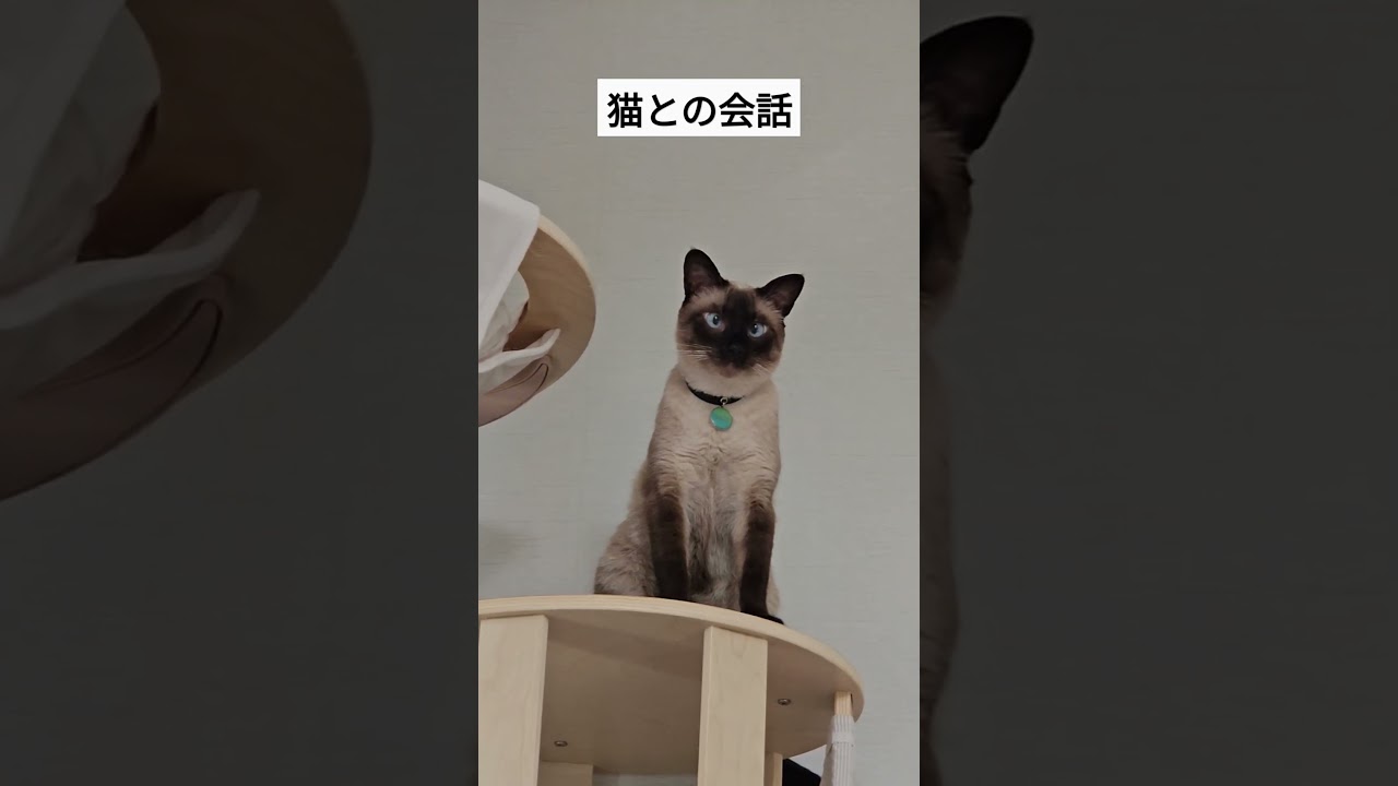 朝から猫さんと対話できる日常に癒される  #シャム猫ひおろ #cat