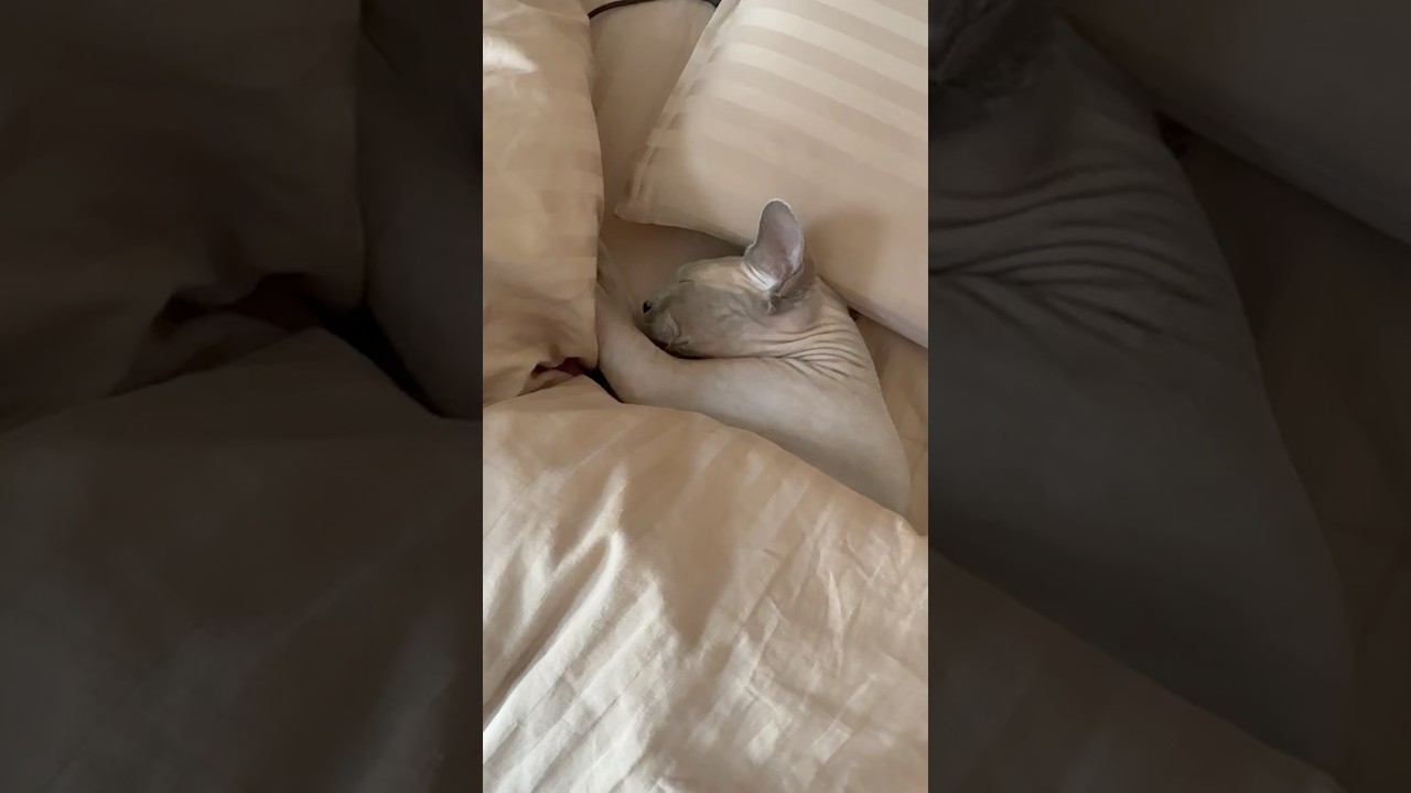 人間の様にベッドで眠る毛のない猫【スフィンクス】