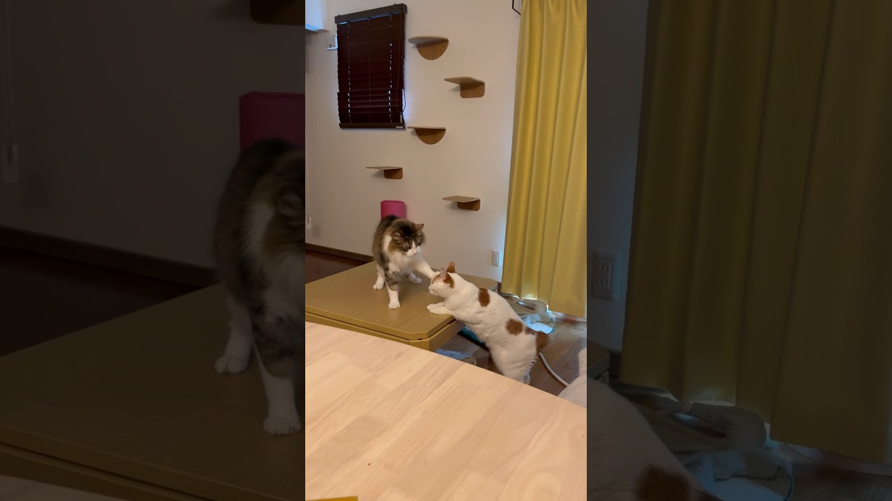 平和すぎる喧嘩の仕方。 #cat #日本猫 #三毛猫 #norwegianforestcat #ノルウェージャンフォレストキャット