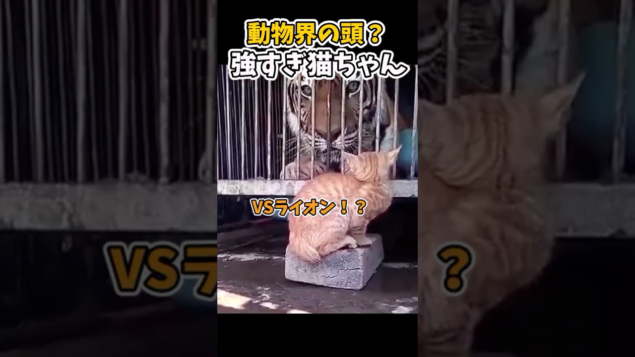 【癒し】TOP張ってんにゃ　#猫 #動物  #かわいい#子猫  #猫のいる暮らし #ペット #可愛い #癒し #動物 #cat #動物プロダクション #ネコ