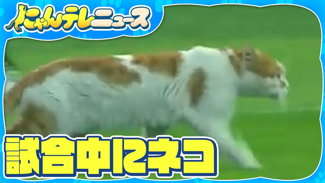 【ネコ乱入】サッカーの試合中に…試合の行方は？  トルコ