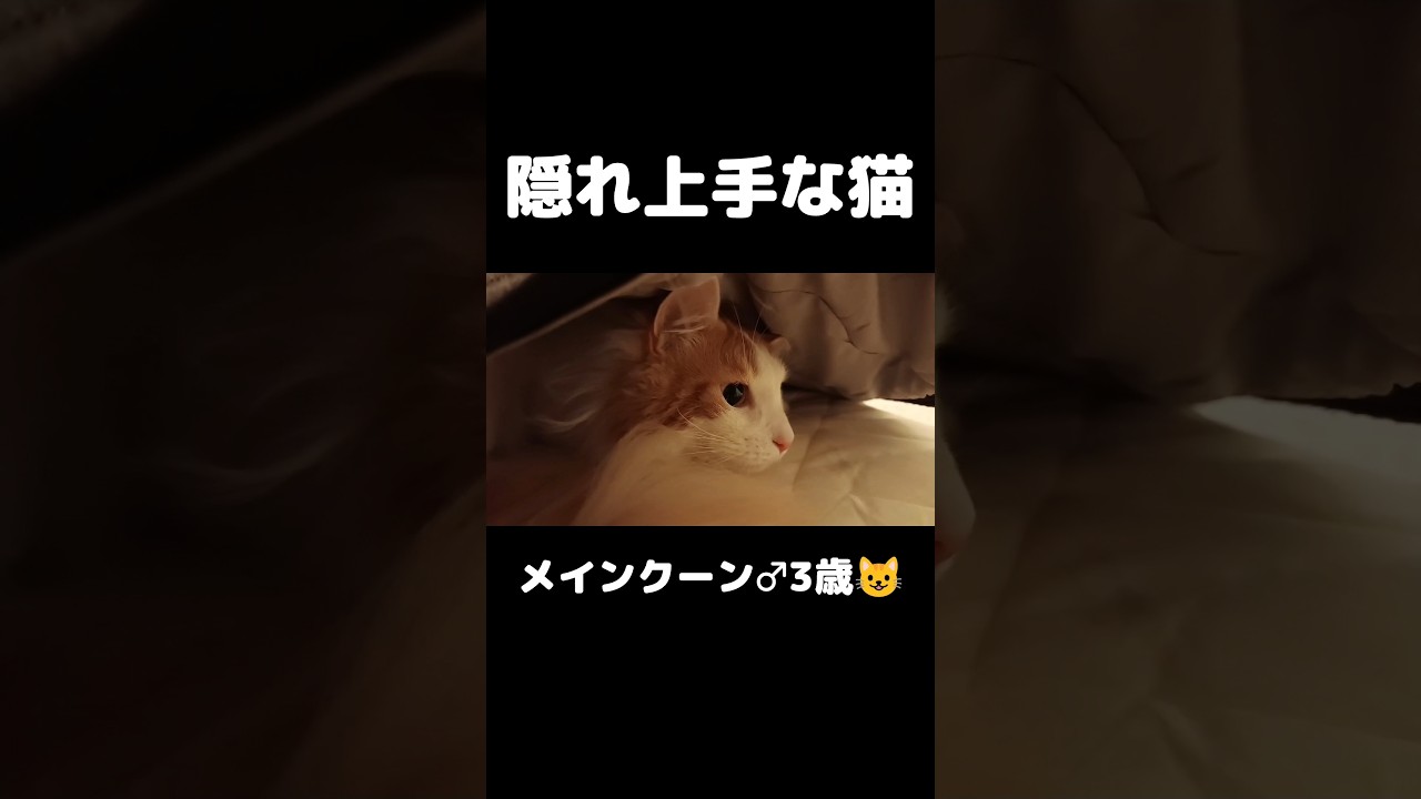 そこ入るんだ😳 #猫のいる暮らし #猫 #メインクーン